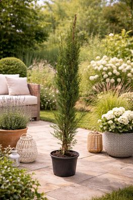 Mittelmeer-Zypresse Cupressus sempervirens Säulen-Zypresse Echte Zypresse