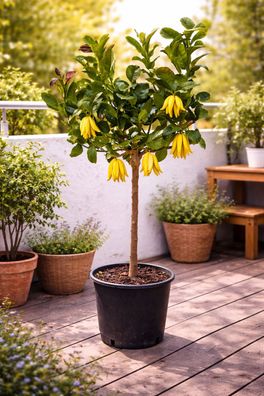 Buddhas Hand Zitrone (Citrus medica) Exotische Zitruspflanze, 130-170 cm