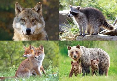 3 D Ansichtskarte Waldtiere Postkarte Wackelkarte Hologrammkarte Tiere Tier Hirsch