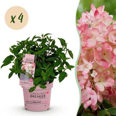 Hydrangea panniculata Groundbreaker Blush - Hortensie - winterhart - Rosa - 4 Pfla