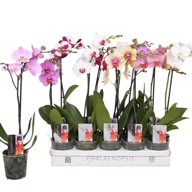 Phalaenopsis 50-60 cm 1 Trieb - Orchideen - Topforchidee - schöne Farben