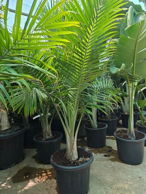 Ravenea rivularis, Weißstammpalme im 35 cm Topf