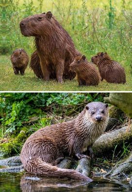 TischSet 3 D Capybaras o. Otter Platzset 2erSet Platzdeckchen Poster Bilder Tier