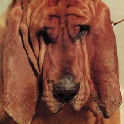 Ty Segall: Goodbye Bread - 375 Media - (LP / G)