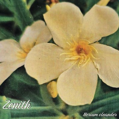 Oleander "Zenith" - Nerium oleander - Größe C03