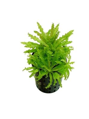 Pogostemon helferi - Kleiner Wasserstern (auch Gewelltblättriges Laichkraut)