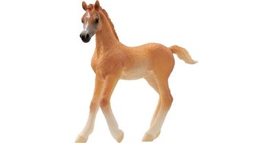 Horse Club Araber Fohlen