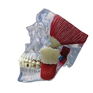 GPI Anatomicals 2880 Kiefergelenk mit Muskeln