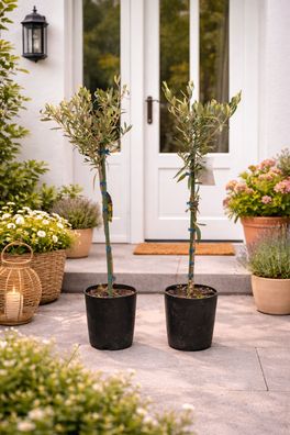 2x Olivenbaum 80-100 cm Olea europaea Echter Olivenbaum mediterran