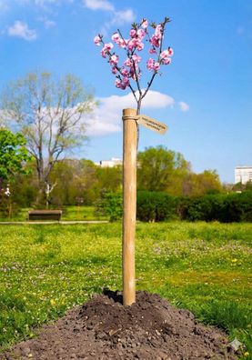 Haselnuss Pflanzpfahl ø 4-5 cm 90 & 100 cm Robuste Pflanzpfähle