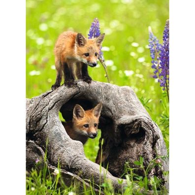 Ravensburger - Puzzle Neugierige Füchse 300p