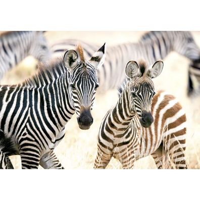Castorland Puzzle Junge Zebras 1000 Teile