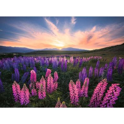 Ravensburger Puzzle Vlč boby 500 dílků