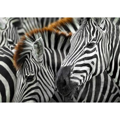 ENJOY Puzzle Zebras 1000 Teile