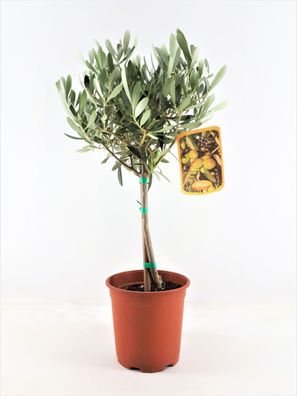 Olivenbaum Stämmchen 50-60 cm Kleine Olivenpflanze für Garten und Terrasse