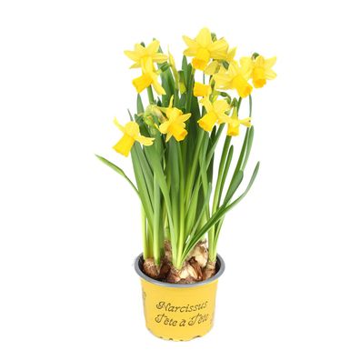 Narzissen Tête-à-Tête im 9 cm Topf Osterglocken Frühlingserwachen für d. Zuhause