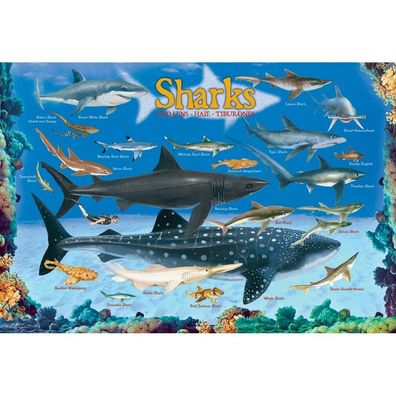 Eurographics Haie Puzzle 100 Teile