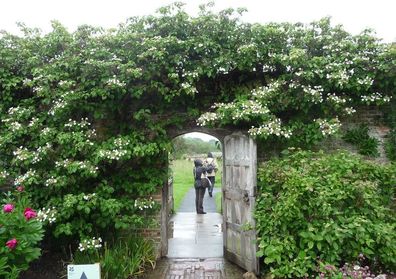 Kletterhortensie Hydrangea petiolaris Kletterpflanze Hortensie