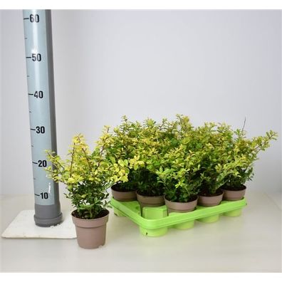 Ilex crenata Golden Gem Goldgelber Bergilex Buchsbaumersatz Alternativen zu Buch