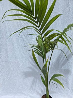 Archontophoenix alexandraea - Bangalowpalme im 16 cm Topf