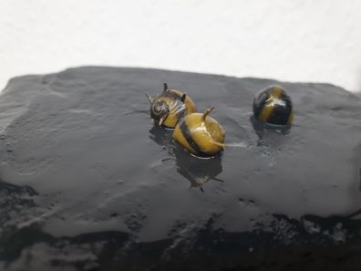 Geweihschnecke - Clithon diadema Gelb/Schwarz