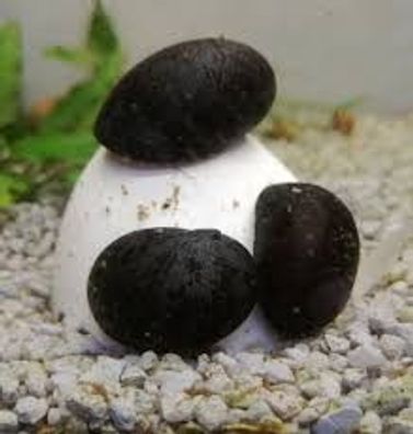10X Anthrazitschnecke / Militärhelmschnecke / Stahlhelmschnecke - Neritina pulligera