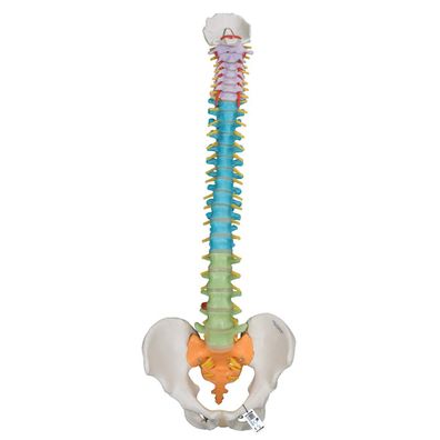 3B Scientific flexibles Wirbelsäulenmodell didaktisch Becken Defekt