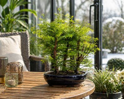 Outdoor Bonsai Urweltmammutbaum Metasequoia ca. 30 cm winterhart Balkon Garten