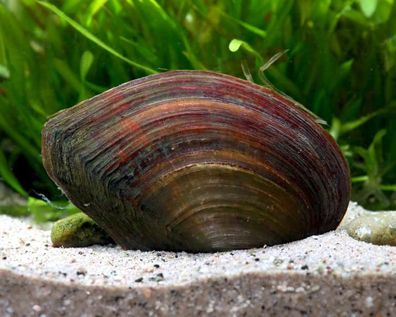 1x Teichmuschel / Anodonta cygnea gegen Schwebealgen + Schwebstoffe Gartenteich Teich