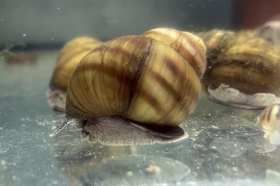 1x Sumpfdeckelschnecke Schnecken Teichschnecke Gartenteich Mini Teich