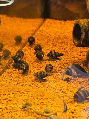 10x Anentome Helena Schnecke Raubschnecke gegen Schneckenplage Aquarium DNZ