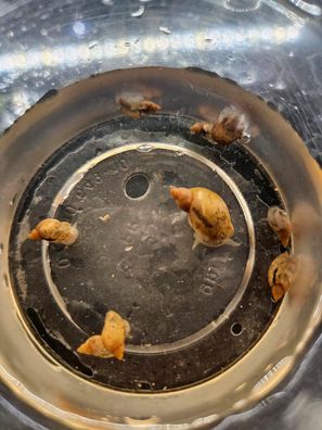 1x Yoda Schnecke Spitzschlammschnecke Aquarium gegen Hydras DNZ