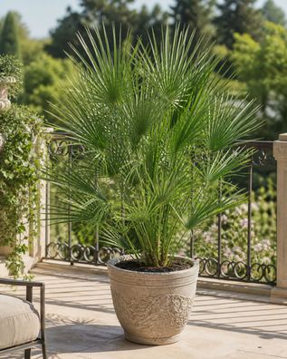 Zwergpalme 130-160 cm winterhart Chamaerops humilis Palme Garten Terrasse
