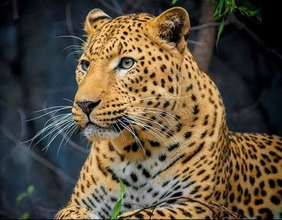 Stolzer Leopard