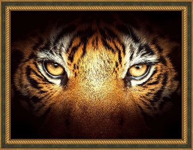 Tigerblick