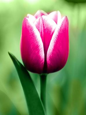 Tulpe