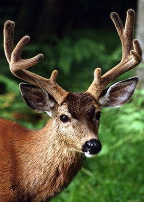 Waldhirsch