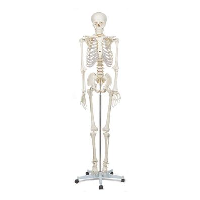 Grtlpok Anatomie Skelettmodell 175 cm lebensgroß mit Rollständer