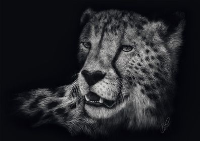 Speed Gepard - Im Zeichen der Anmut 