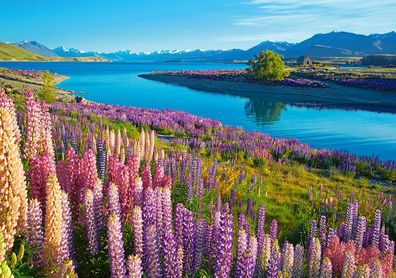 Lake Tekapo, Neuseeland