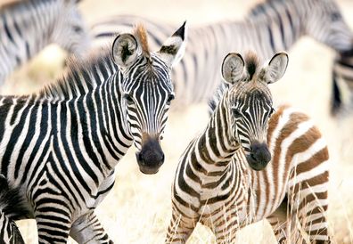 Junge Zebras