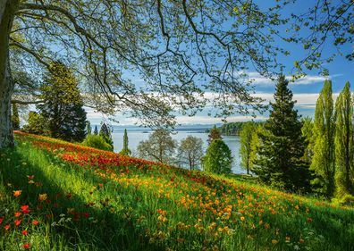 Frühlingsallee zur Tulpenblüte, Insel Mainau