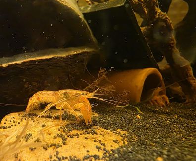 5x Oranger Zwergflusskrebs CPO / Cambarellus patzcuarensis orange Krebs Aquarium DNZ