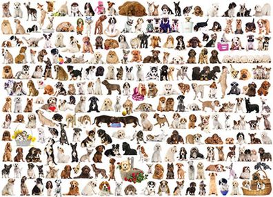 Welt der Hunde