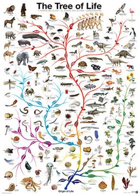 Evolution - Der Baum des Lebens