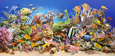 Underwater Life