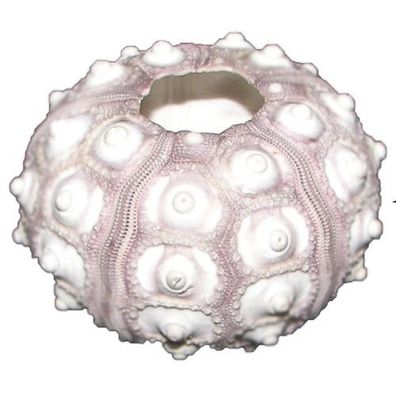Eleganz aus der Tiefsee - Sputnik-Seeigel