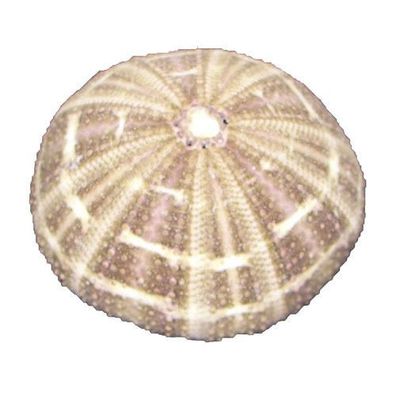 Maritime Romantik - Rosen-Seeigel (Pink Sea Urchin)