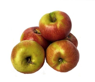 Äpfel Santana Allergikerapfel aus Deutschland/Bodensee saftig süß-säuerlicher1-10 KG