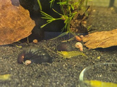 1x Anthrazit Napfschnecke / Stahlhelmschnecke gegen Algen im Aquarium Algenfresser